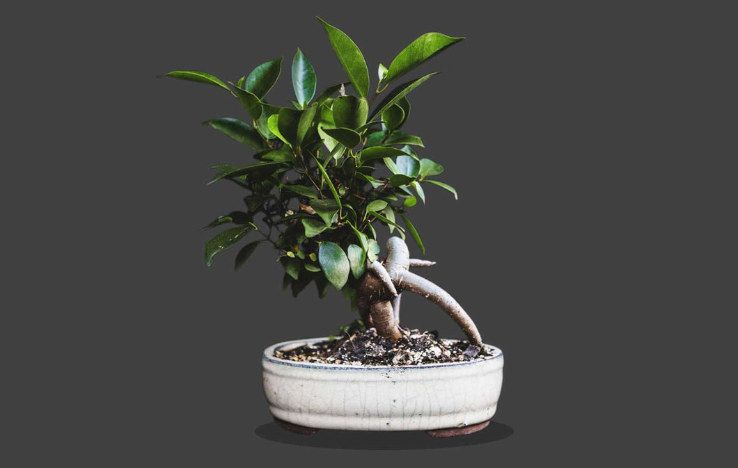 Genieve Figgis by Alison Gingeras 絶版 Gensig Fig Bonsai Tree – The Thinkerbell Shop